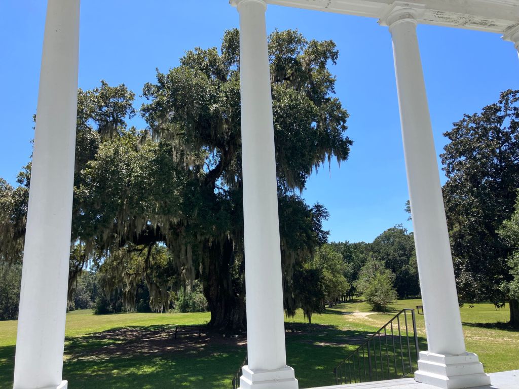 View of a live oak framed by the white columns of the Hampton Plantation house