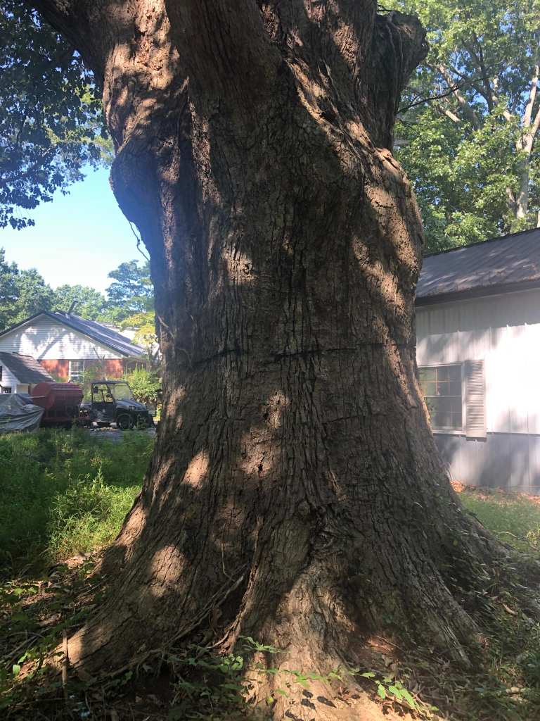 Massive trunk of an old witness tree beside a house