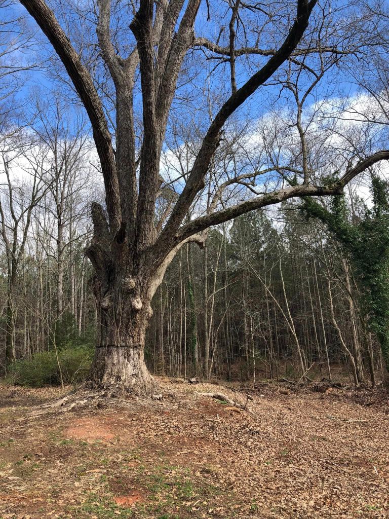Large old hardwood tree standing at the edge of the woods, a witness tree