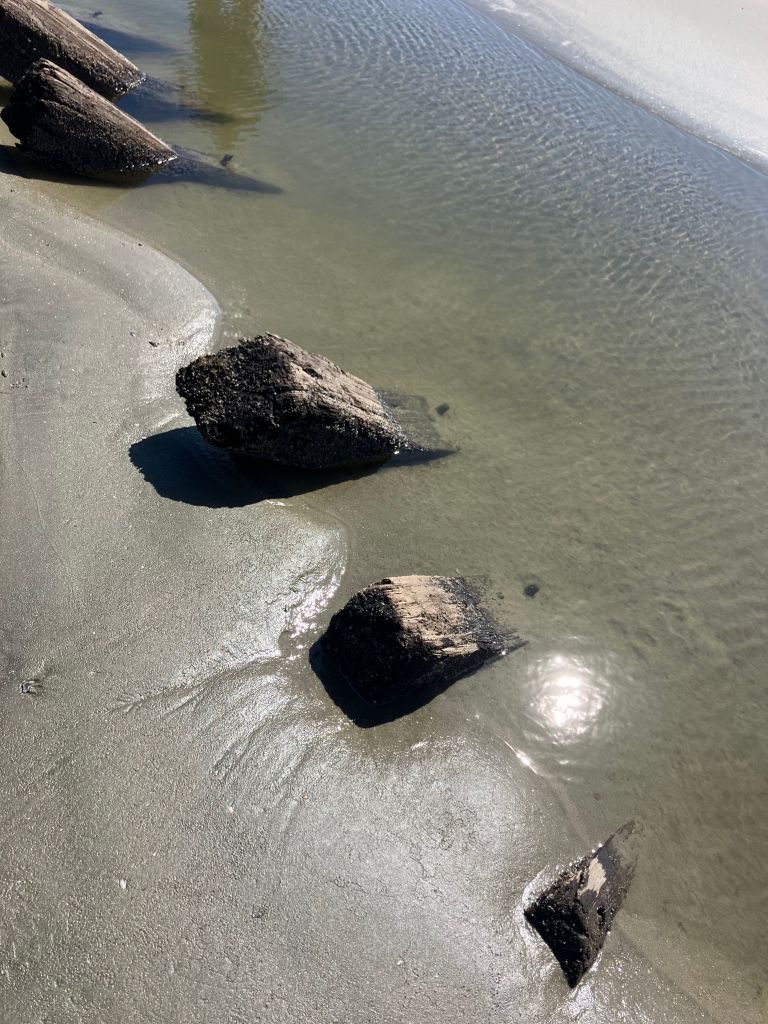 Driftwood stumps in shallow water on the beach