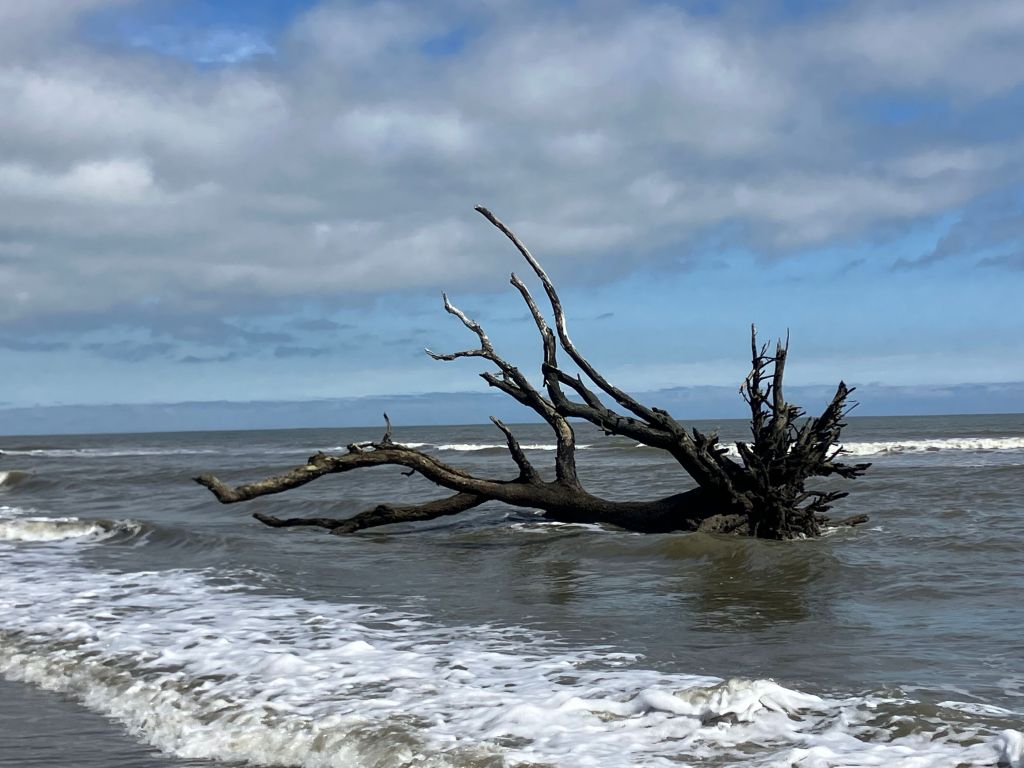 Bare driftwood tree lying in the surf