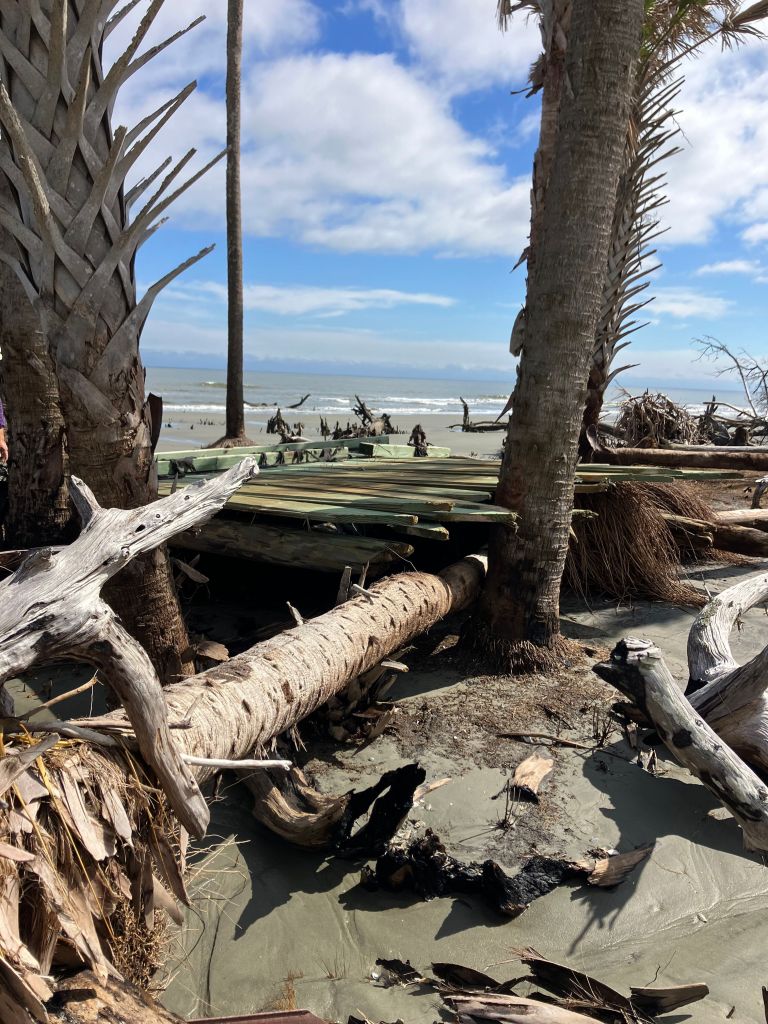 Fallen palmettos and driftwood with the ocean beyond