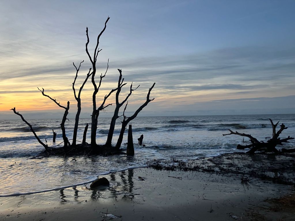 Driftwood tree skeletons along the shore at sunrise