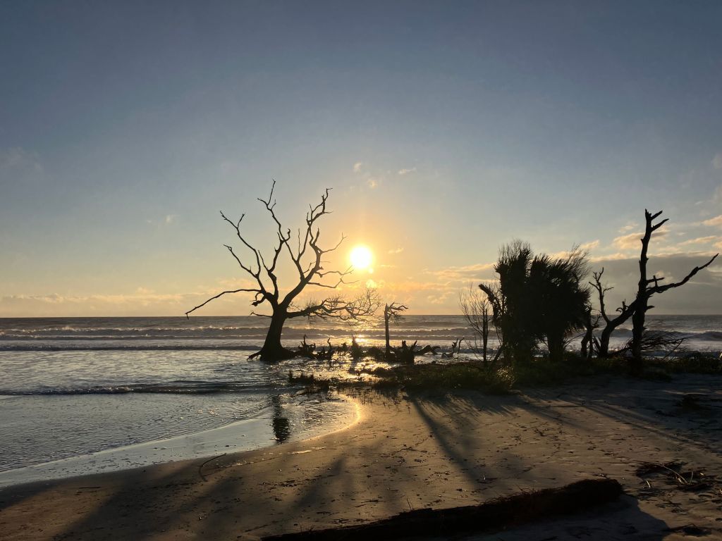 Sunrise over the beach with driftwood trees