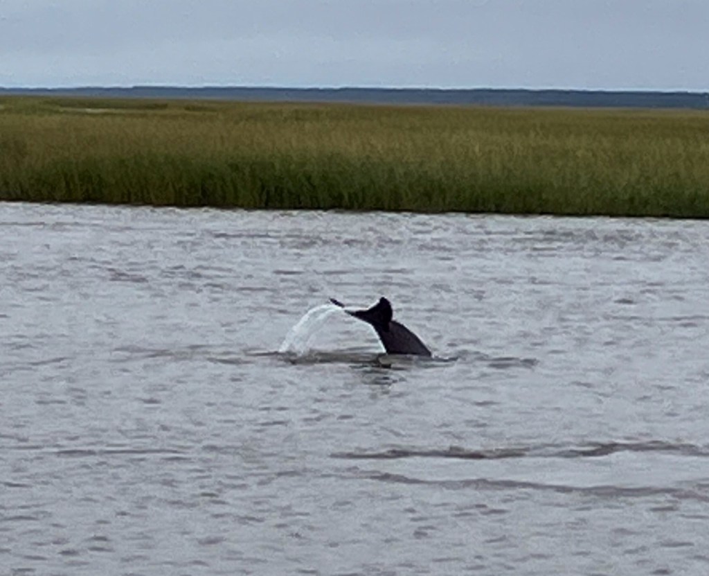 Dolphin's tail as it dives in the creek