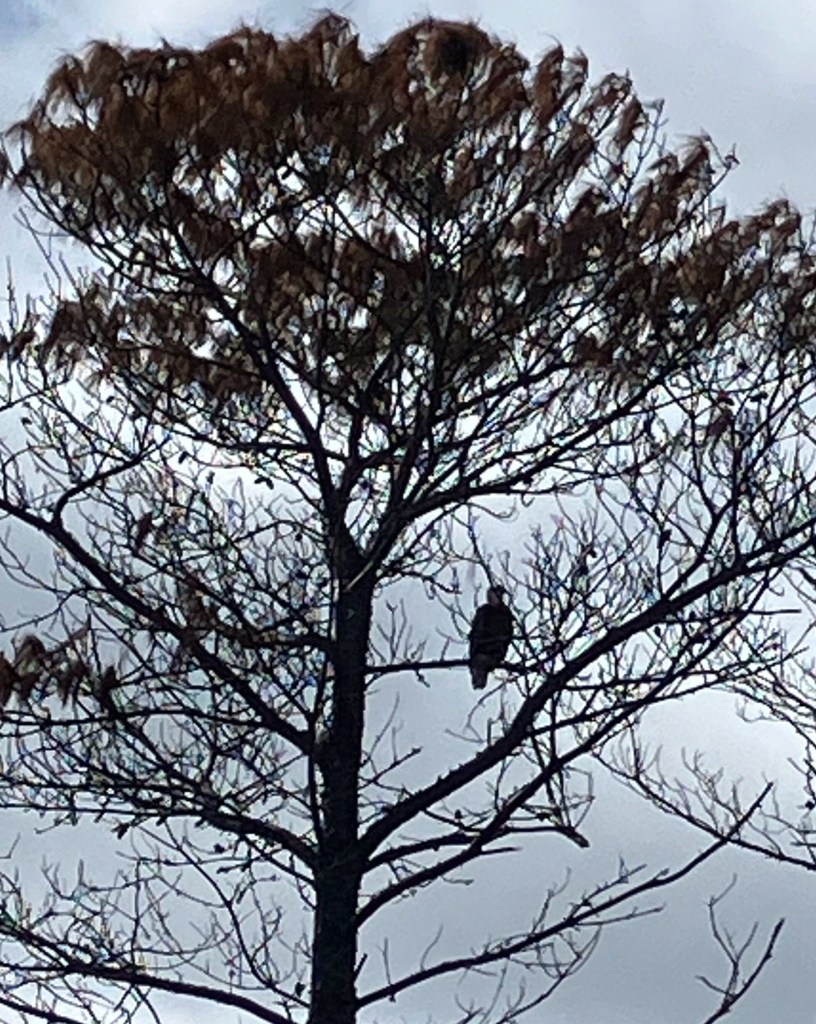 Bird of prey perched in a bare tree against the sky