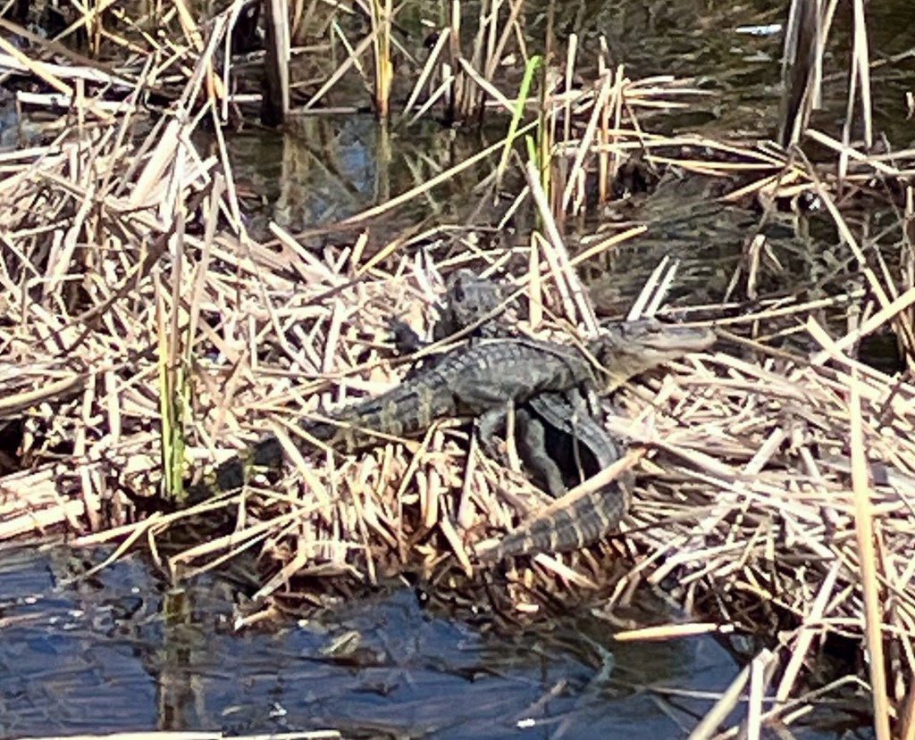 Alligator hidden among dry marsh grass at the water's edge