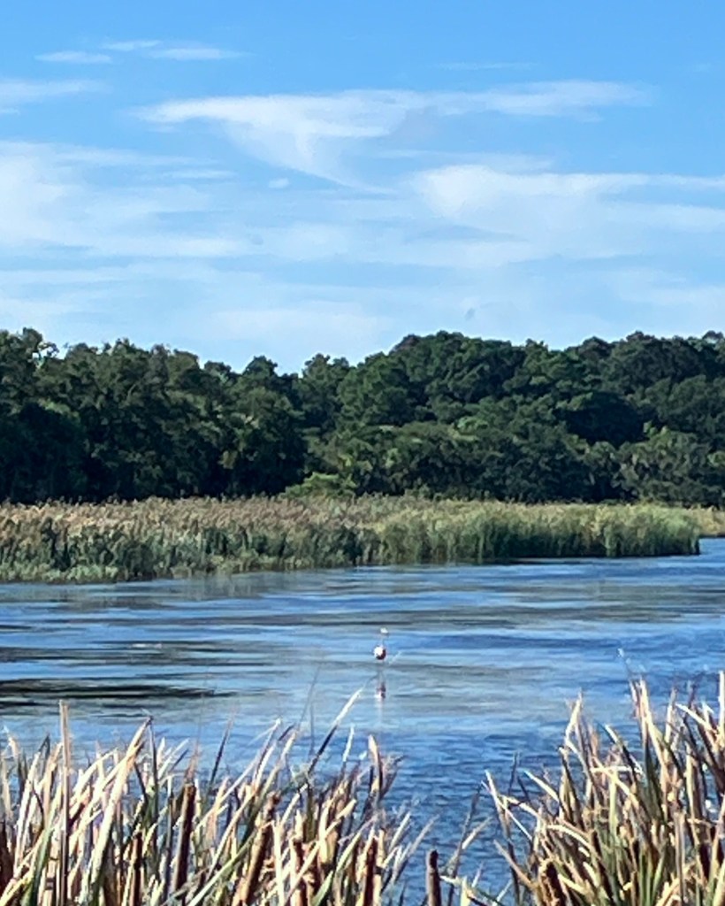Pond edged with marsh grass and woods on Bull Island