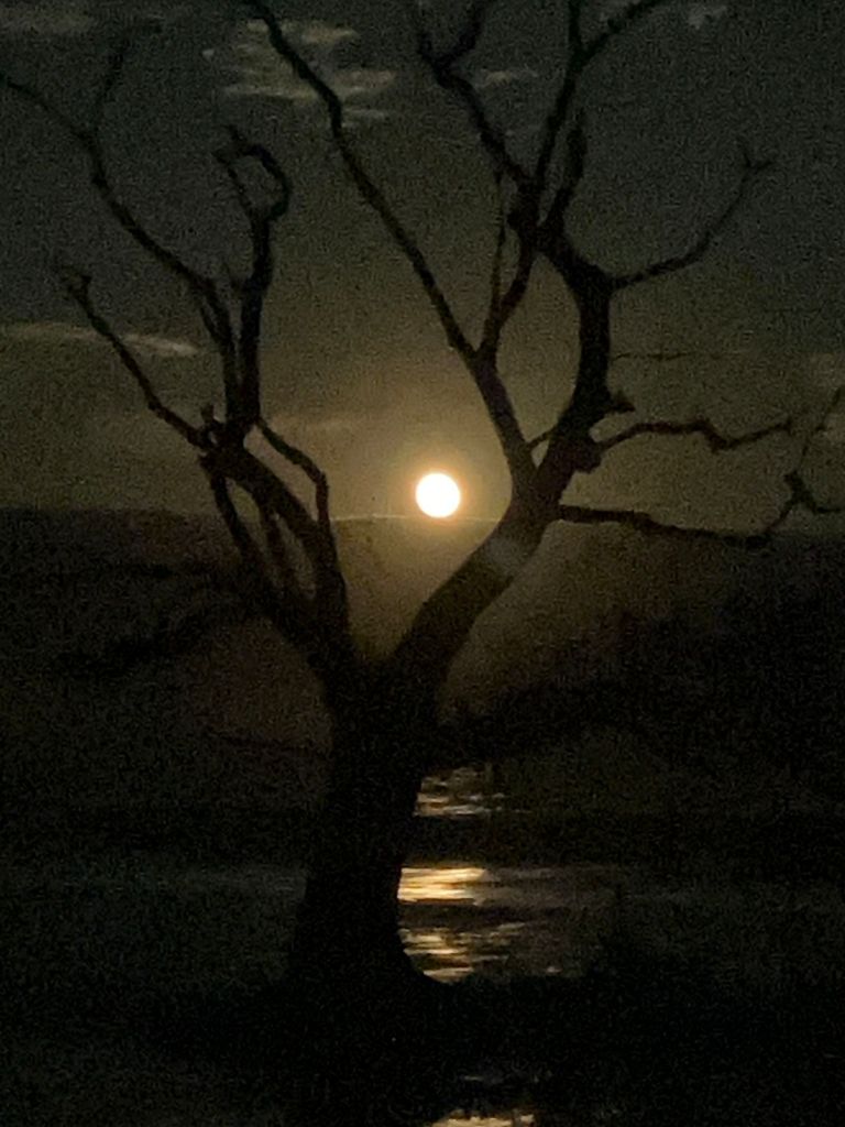Bright moon rising behind the branches of a dead tree at night
