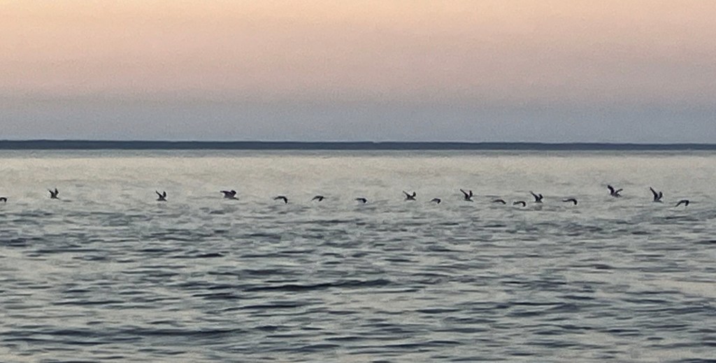 Line of birds on the calm water at dusk