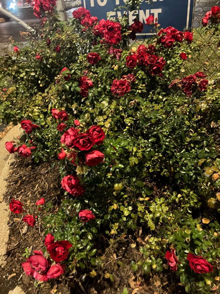 Red roses blooming outside the United Center