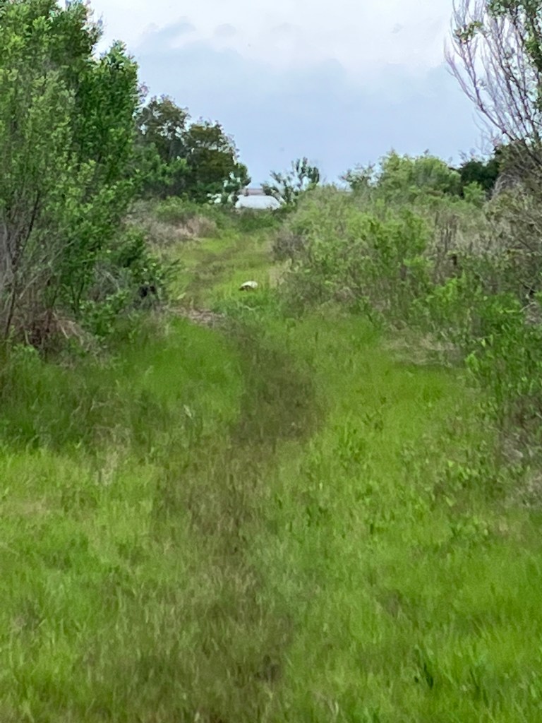 Overgrown grassy trail through shrubs on Lighthouse Island