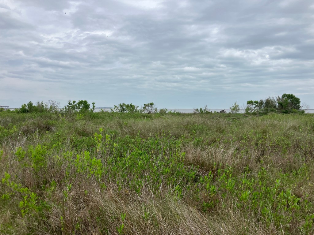 Grassy open ground on Lighthouse Island under a cloudy sky