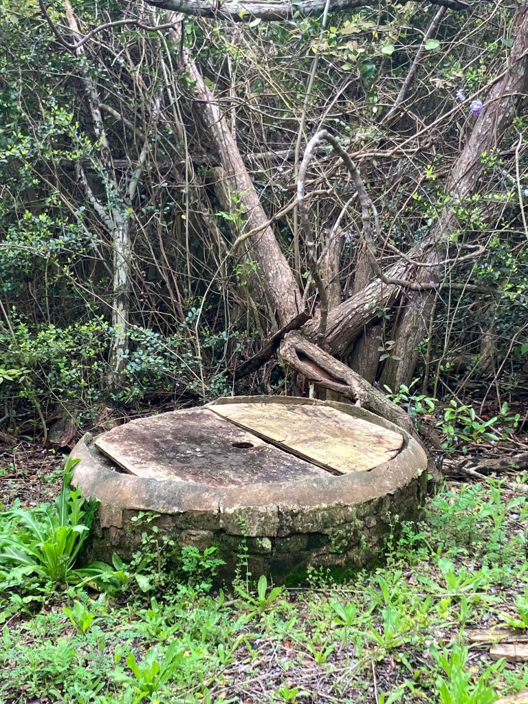 Round concrete cistern cover among fallen trees on the lightkeepers' grounds