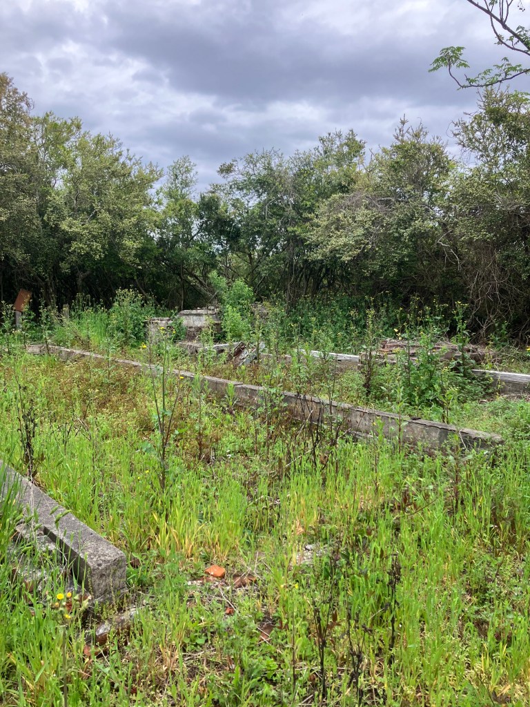 Concrete foundation walls among grass and shrubs