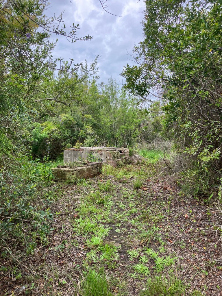 Path through the overgrown lightkeepers' house ruins