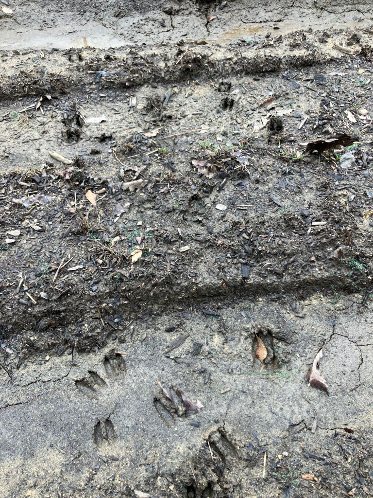 Animal tracks pressed into gray mud