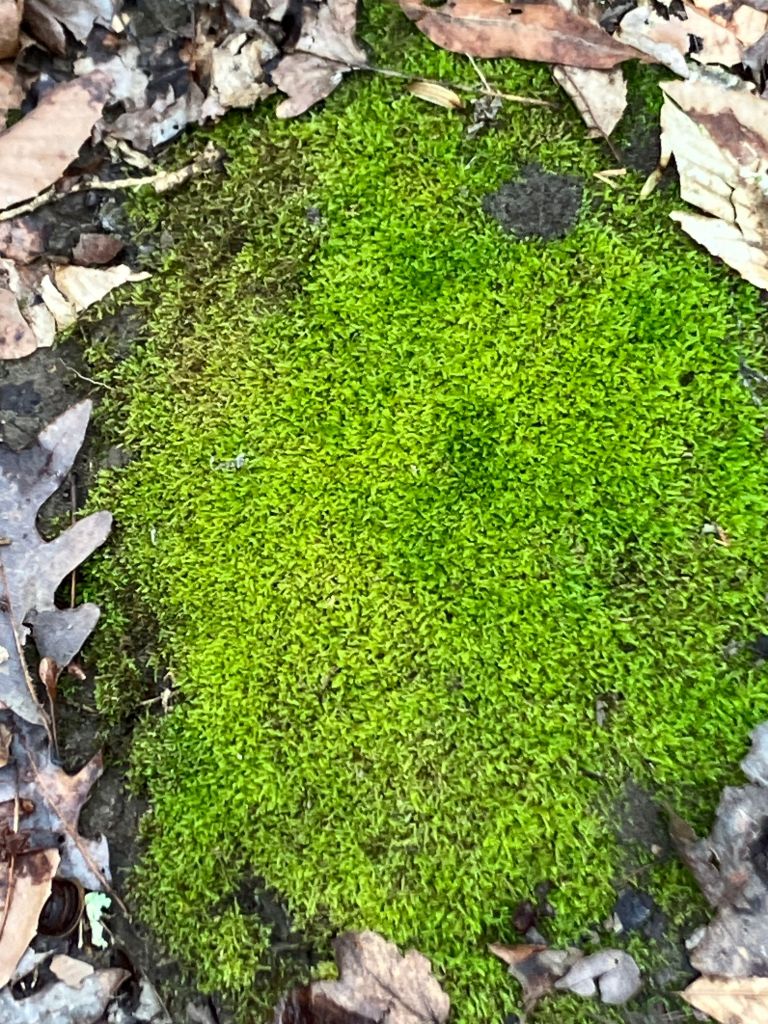 Patch of bright green moss among fallen leaves