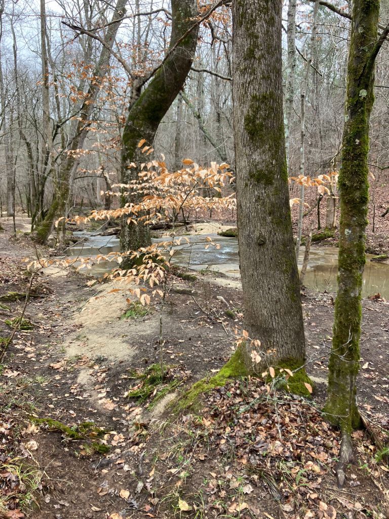 Moss-covered tree trunks near the creek in winter