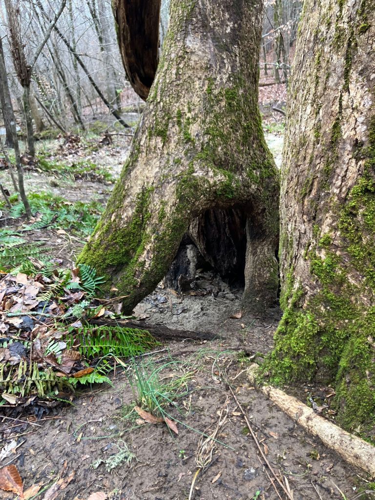 Large hollow tree with an opening at its base
