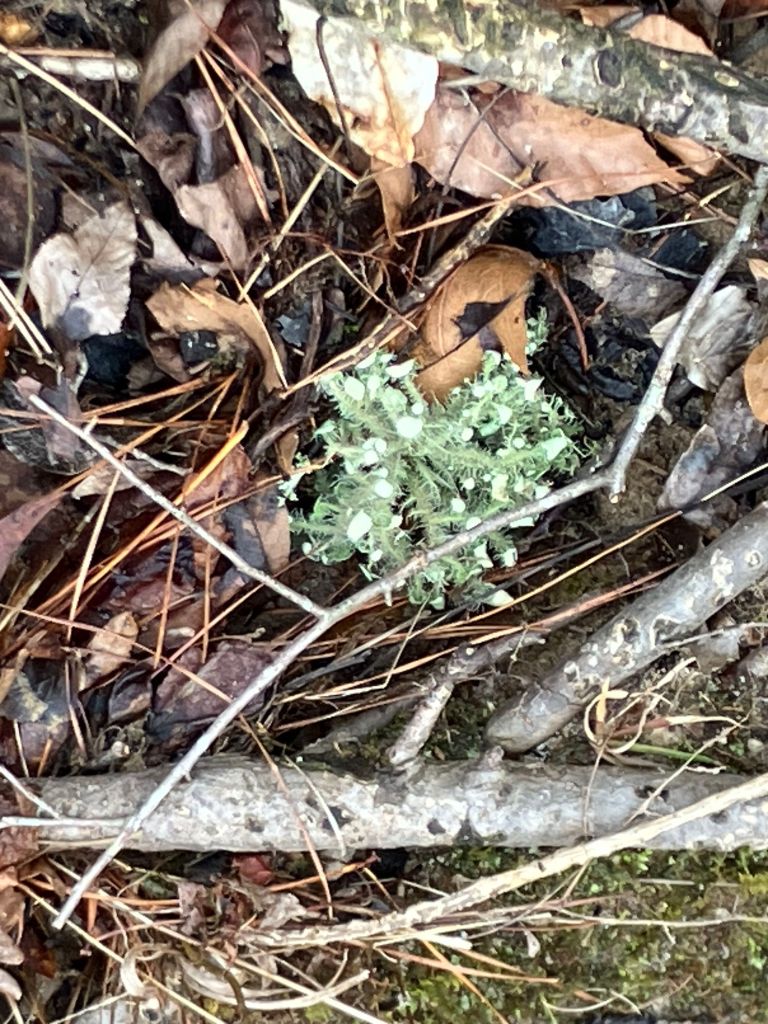 Pale green lichen among twigs and fallen leaves