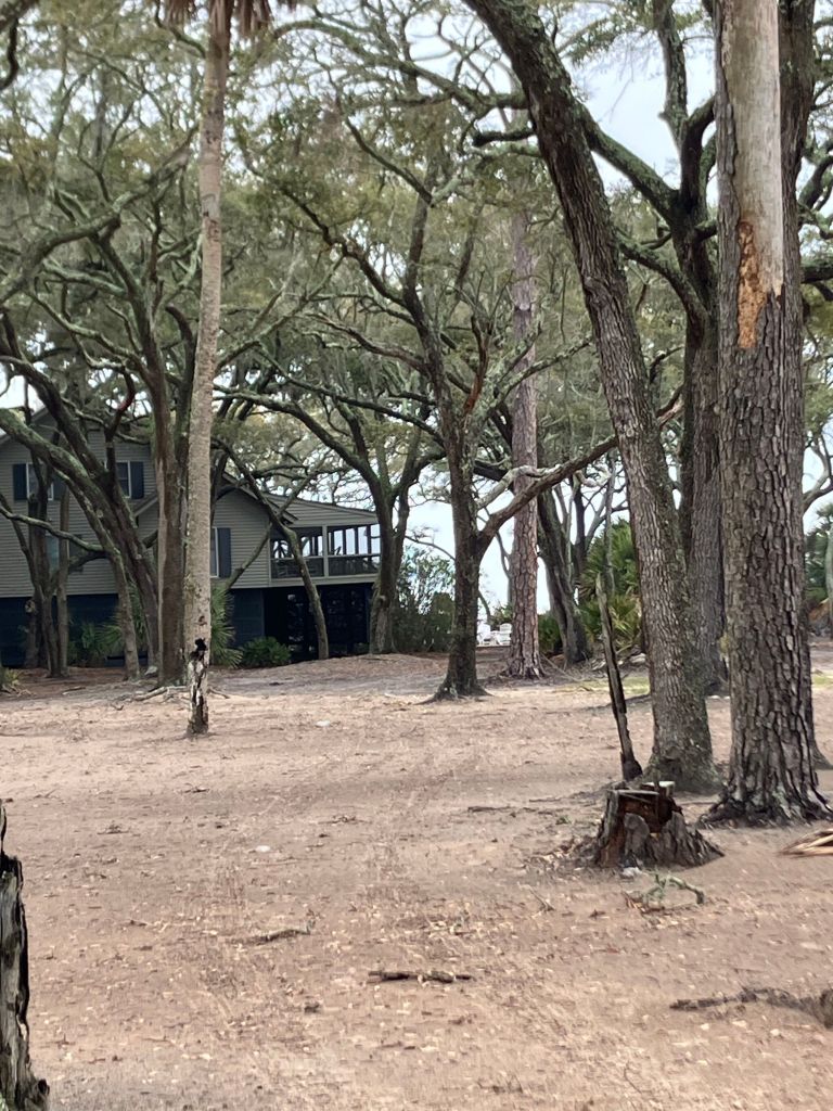 Live oaks and sandy ground near the house on St. Phillips Island