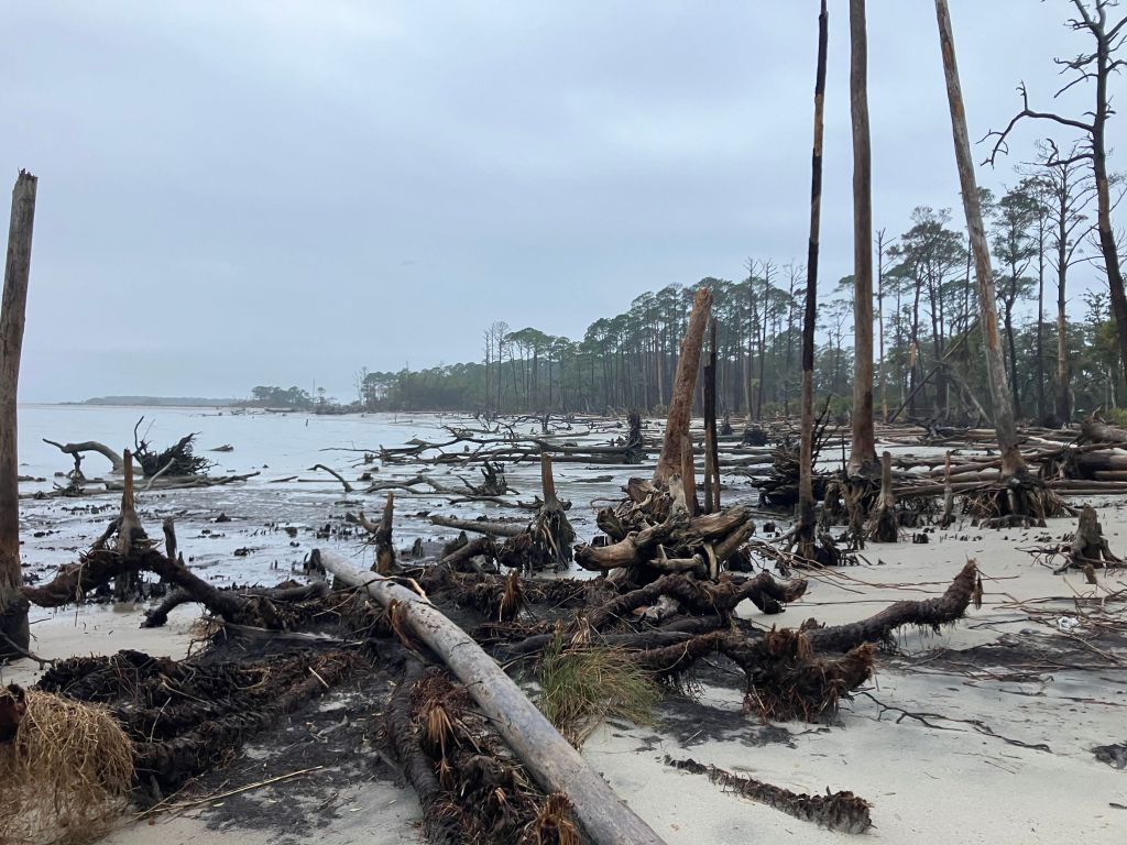 Fallen trees and driftwood along the beach on a gray day