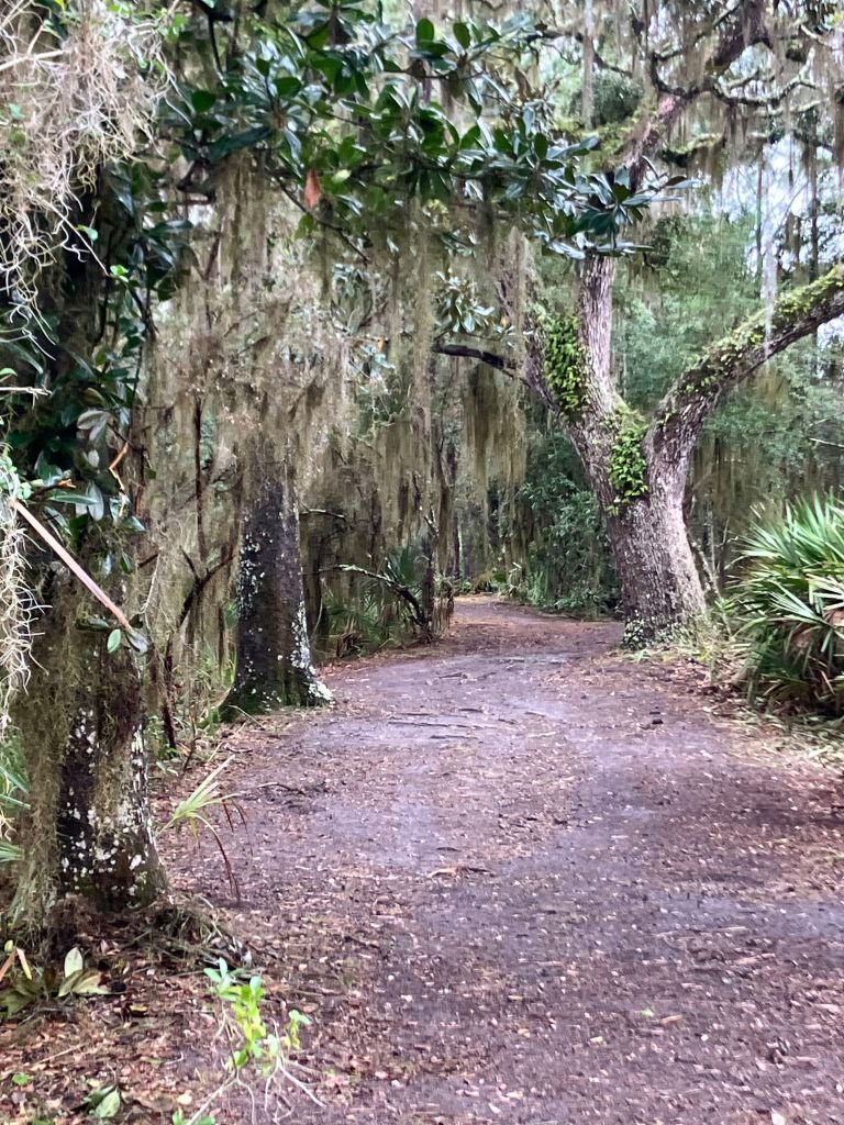 Trail through moss-draped live oaks