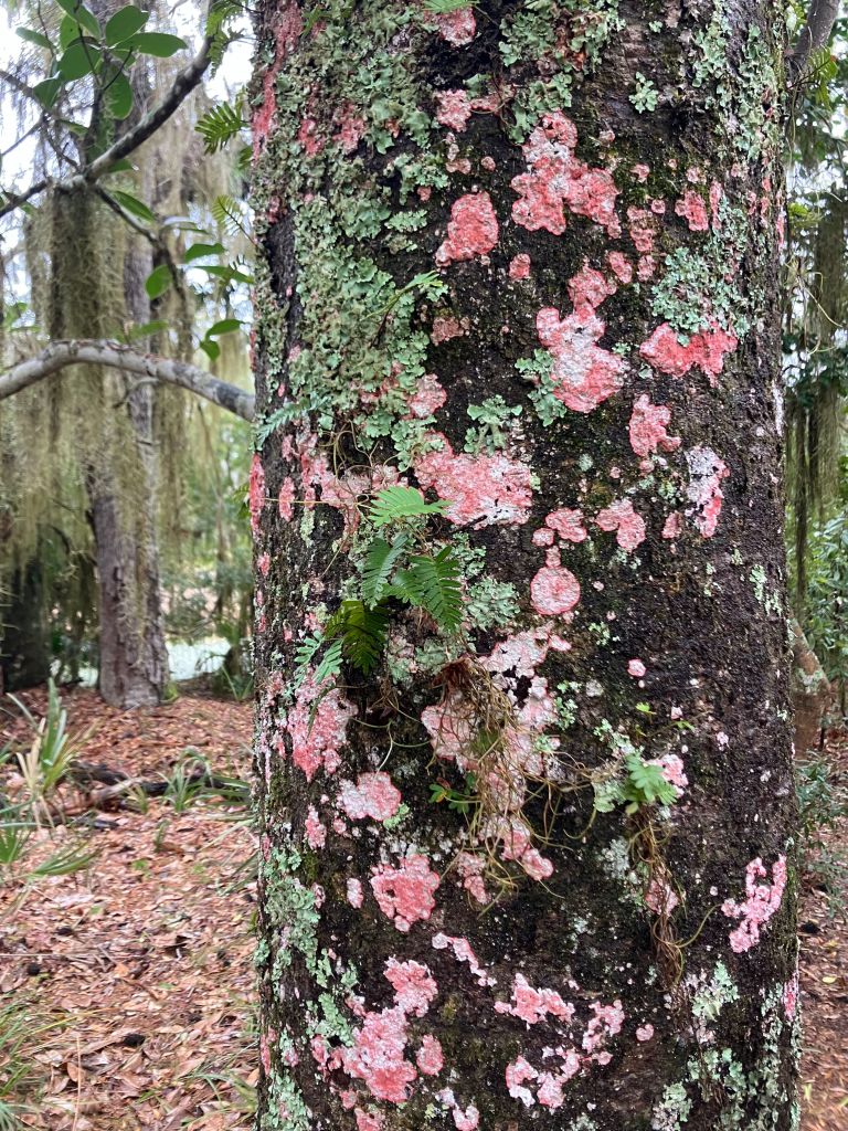 Bright pink Christmas lichen on a tree trunk
