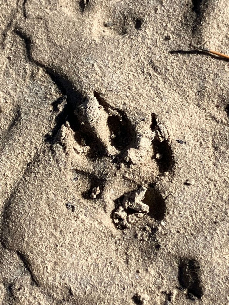 Coyote paw print in the sand