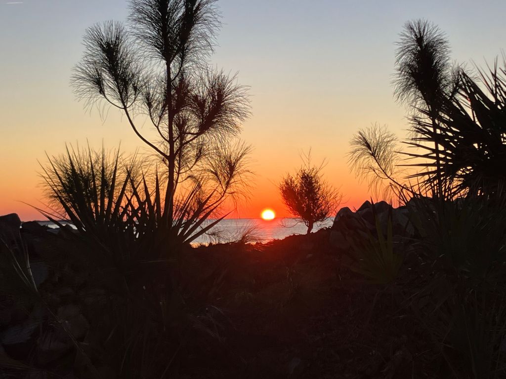Sunrise through palmetto and pine silhouettes