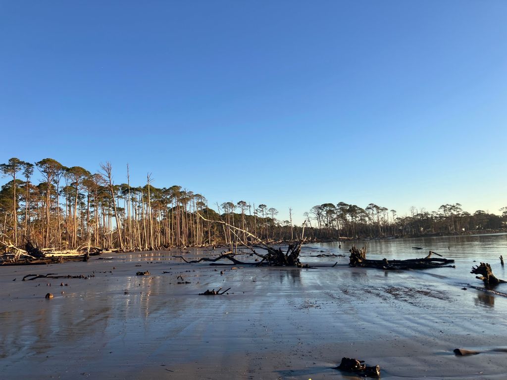 Fallen and standing dead trees along the boneyard beach