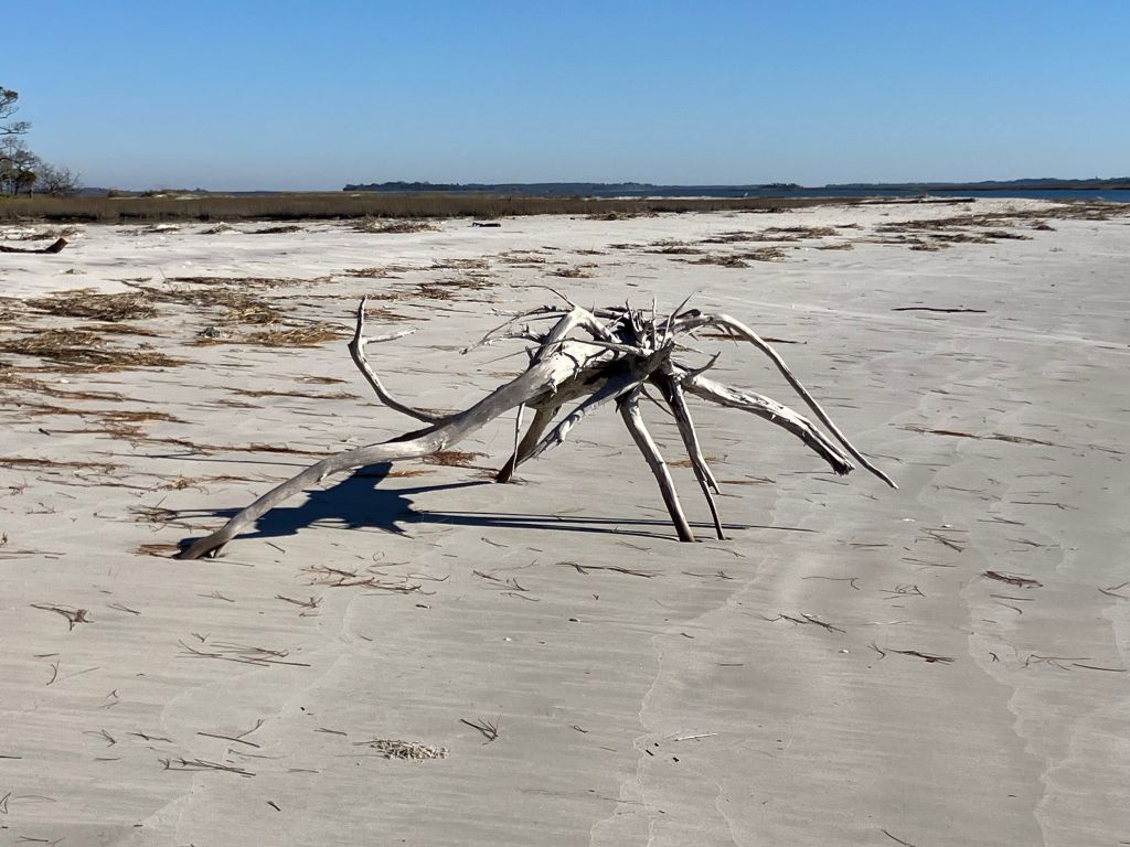 Bleached driftwood on white sand