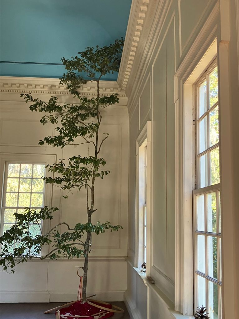 Slender native tree in a corner of the white-paneled room
