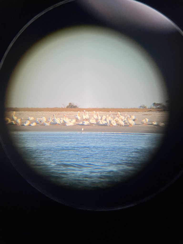 View through a spotting scope of a flock of birds on a sandbar