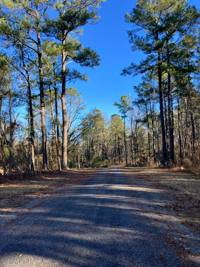 Dirt road through tall pines under a blue sky