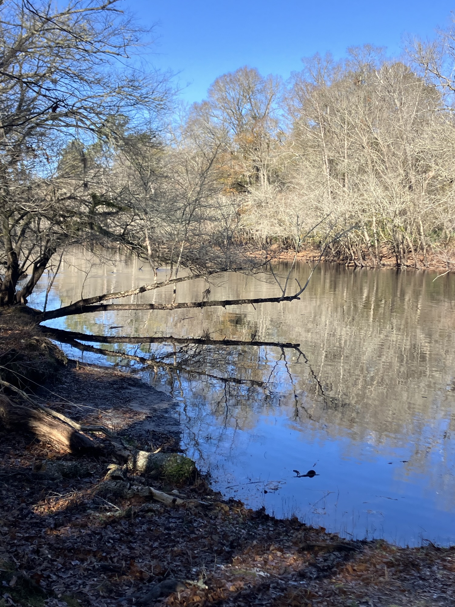 The Black River with fallen limbs along the bank