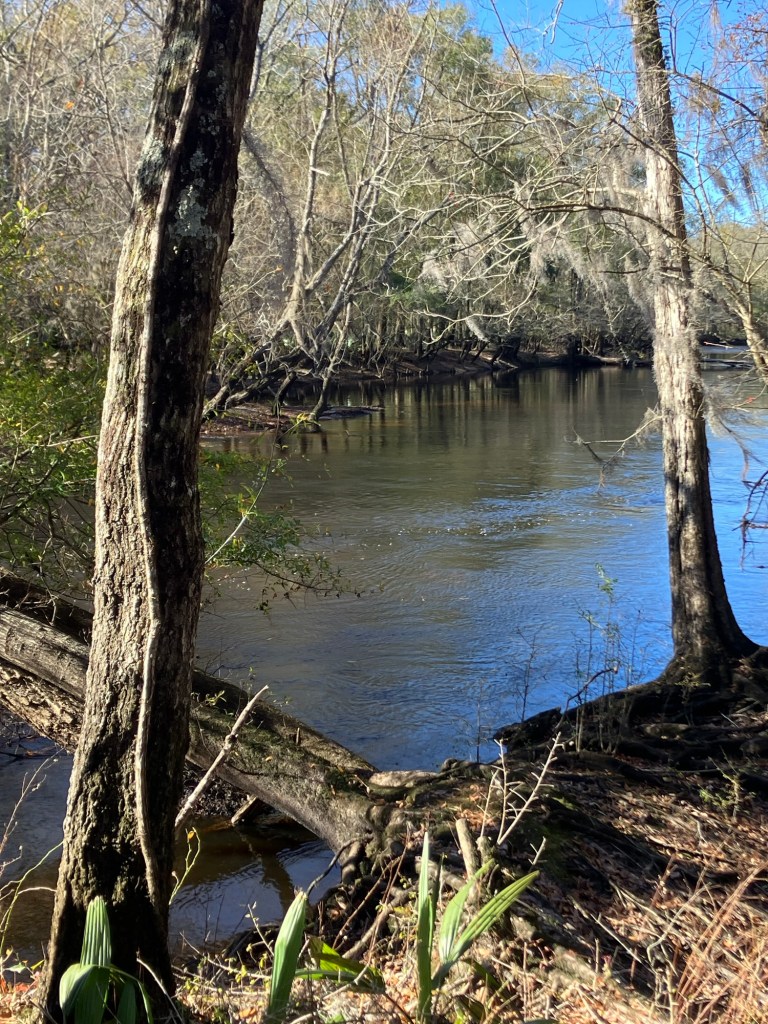 The dark Black River seen through the trees