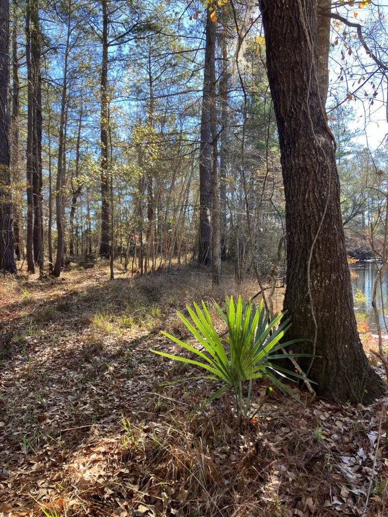 Small palmetto among tall pines