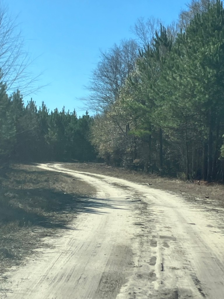 Sandy dirt road curving through the pine forest