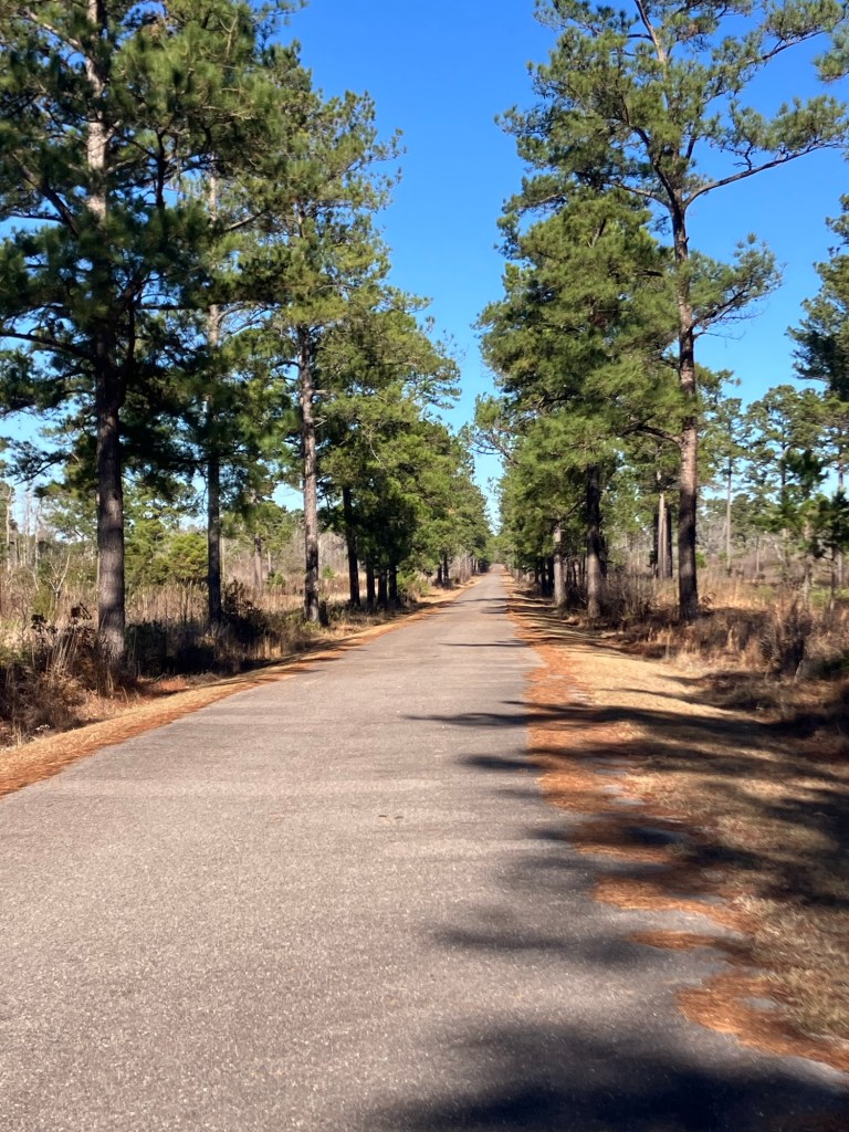 Straight paved road through the pines toward the burial site